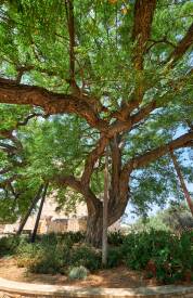 Rosewood blended oil